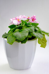 Potted blossoming blooming african pink lilac violet viola streptocarpus saintpaulia flowers isolated on white. Home gardening house plant