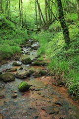 Obraz premium ruisseau en sous-bois