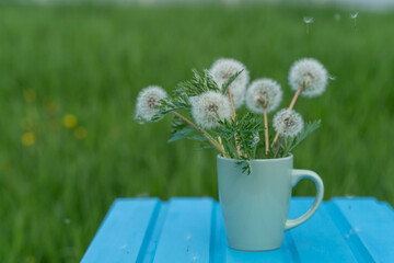 Beautiful white dandelions on a blue wooden table and green background
