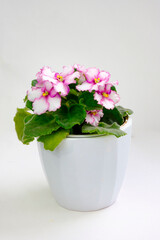Potted blossoming blooming african pink lilac violet viola streptocarpus saintpaulia flowers isolated on white. Home gardening house plant
