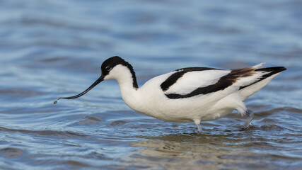 Closeup of a pied avocet bird in water