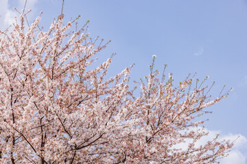 ピンク色の花びらが綺麗な満開の桜