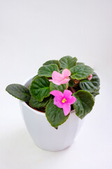 Potted blossoming blooming african pink violet viola streptocarpus saintpaulia flowers isolated on white. Home gardening house plant