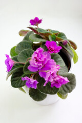 Potted blossoming blooming african pink violet viola streptocarpus saintpaulia flowers isolated on white. Home gardening house plant