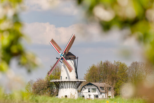 Spring view with blossoming fruit trees of a Dutch windmill in Deil, Gelderland