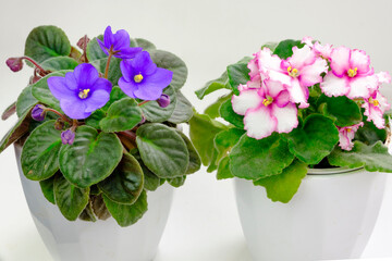 Group of potted blossoming blooming african violet viola streptocarpus saintpaulia flowers isolated...