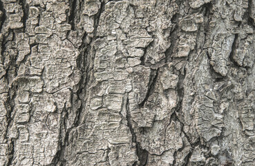 Rough, cracked tree bark. Natural background and texture