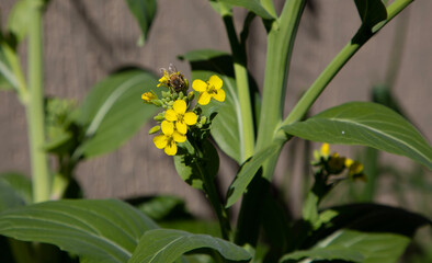 Bee on the flower of a Bok choy plant