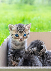 Little tabby baby kittens in a green garden	