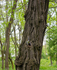 Sikorka modraszka przy dziupli. Kraków Park Lotników 23.05.2021 14:30 © Michał S