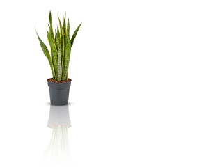 Sansevieria trifasciata isolated on white background​  shadow reflections​ with cutout and​ clipping​ path​