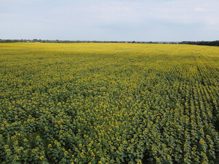 A picturesque field of sunflowers under a blue sky, aerial view. A farm field on a hot summer day, landscape.