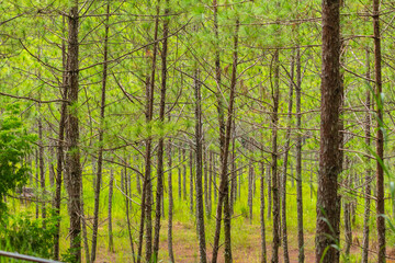 Fototapeta na wymiar Pine trees with needles in the pine forest, Dalat