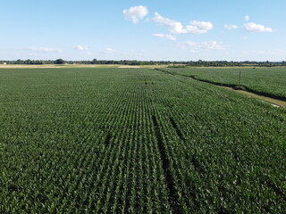 Huge cornfield on a sunny summer day, aerial view. Blue sky over green farm field, landscape.