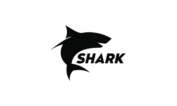 image of a shark