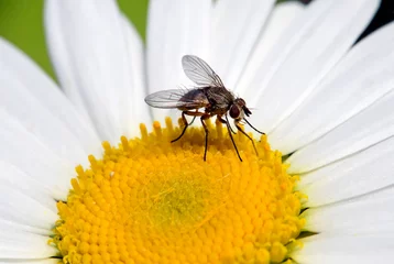 Fototapeten Fly (Siphona spec.) on a daisy flower // Fliege (Siphona spec.) auf einer Margeriten-Blüte  © bennytrapp