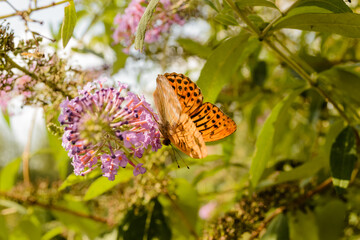 Queen of Spain Fritillary butterfly (Issoria lathonia)