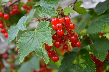 Fototapeta premium Ripe red currant berries close up