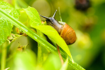 Forest snail on a plant leaf.