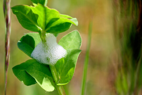 Nest of a spittlebug // Nest einer Schaumzikade (Aphrophoridae)