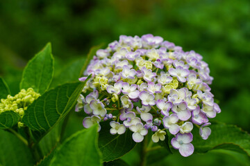 紫陽花