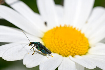Blaugrüner Schenkelkäfer, Grüner Scheinbockkäfer (Oedemera nobilis) // false oil beetle