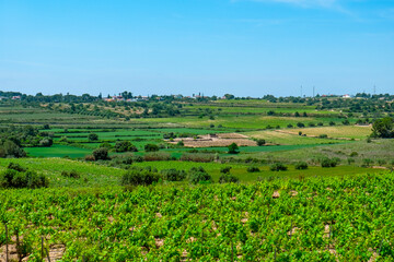 Fototapeta na wymiar vineyards in La Argilaga, in Spain