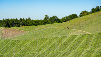 Obraz premium .Beautiful landscape agriculture grape growing background, panorama of vineyards grapes in the Black Forest Durbach Offenburg Ortenaukreis, with red tractor