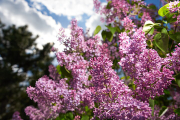 Blooming purple lilac outside