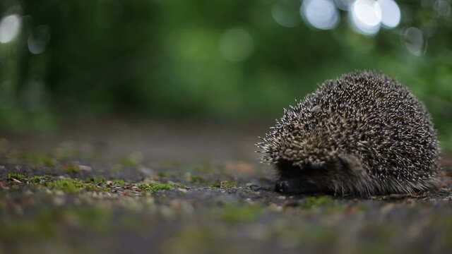 Wild hedgehog in the city park on the alley.
