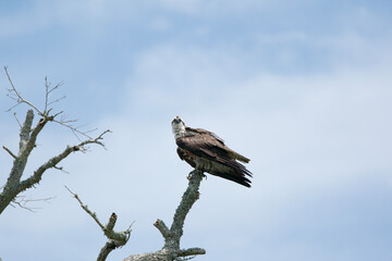 osprey perched on a branch