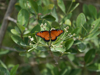 butterfly on a flower