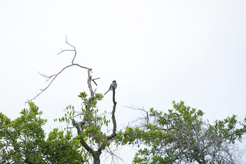 loggerhead shrike