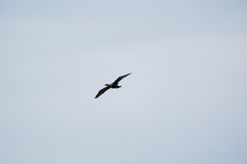 bird in the sky