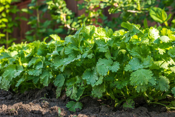 young coriander leaves in the garden