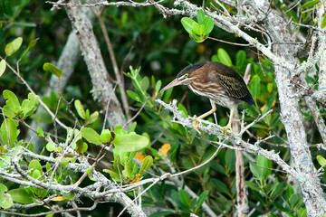 green heron