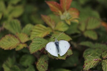 Pi&eacute;ride de la rave
