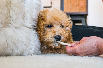 Stockholm, Sweden A bichpoo puppy dog at home.