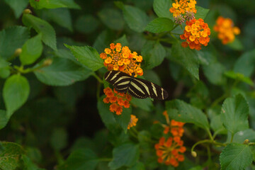 Zebra Longwing butterfly siting on a flower