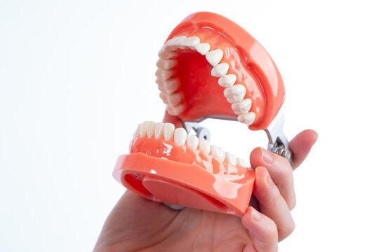 Dental typodont in human hands. Educational typodont close up. Typodont for training dentists. Human jaw mock up on white background. Equipment for the practice of dental students. Studying dentistry