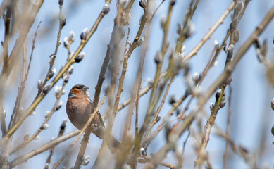 bird on a branch