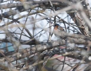a little siberian bird
