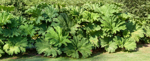 198 230 Great Plant Wall Murals Canvas Prints Stickers Wallsheaven