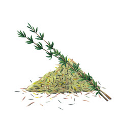 Twoo green branches and dry spice of thyme. Thyme set  isolated on white background.  Watercolor hand drawn illustration. - 436671905