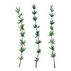 Three green branches of thyme. Thyme set  isolated on white background.  Watercolor hand drawn illustration.