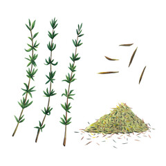 Three green branches and dry spice of thyme. Thyme set  isolated on white background.  Watercolor hand drawn illustration. - 436671938
