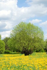 tree in the field of flowers, spring