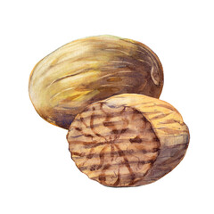 The two nutmegs isolated on white background.  Watercolor hand drawn illustration. - 436672189