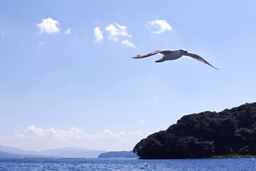 Fototapeta na wymiar 伊根町の海とウミネコ