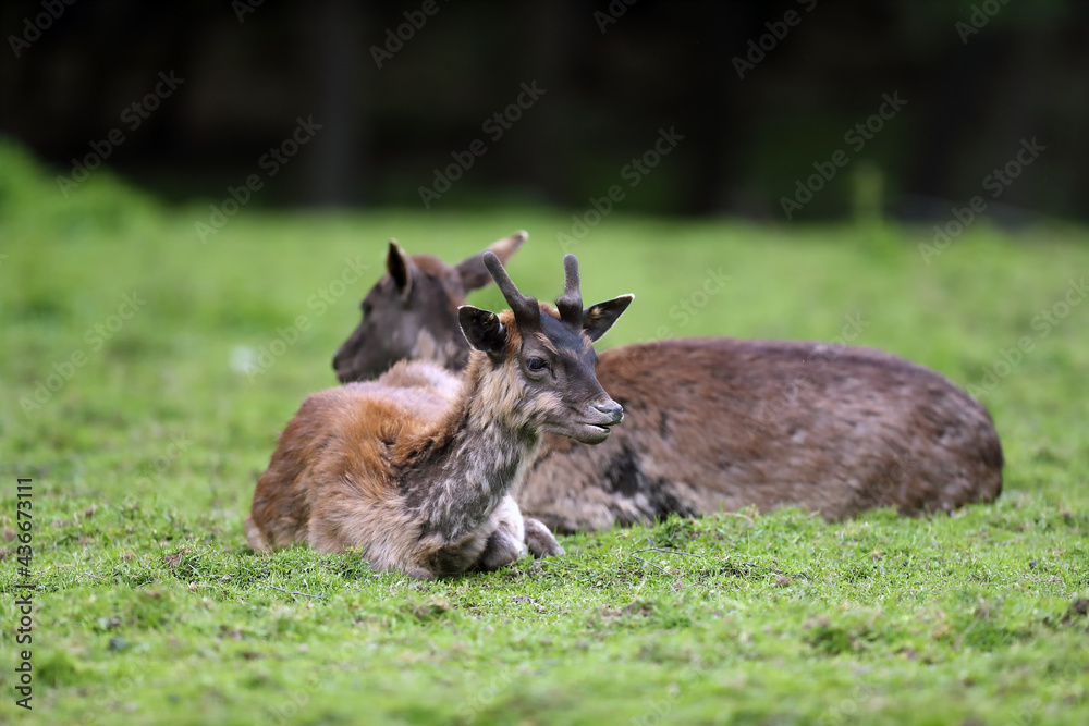 Canvas Prints The sika deer (Cervus nippon) also as the spotted deer or Japanese deer, a young deer lies in a meadow. Sika deer in green with a dark forest in the background.